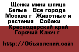 Щенки мини шпица Белые - Все города, Москва г. Животные и растения » Собаки   . Краснодарский край,Горячий Ключ г.